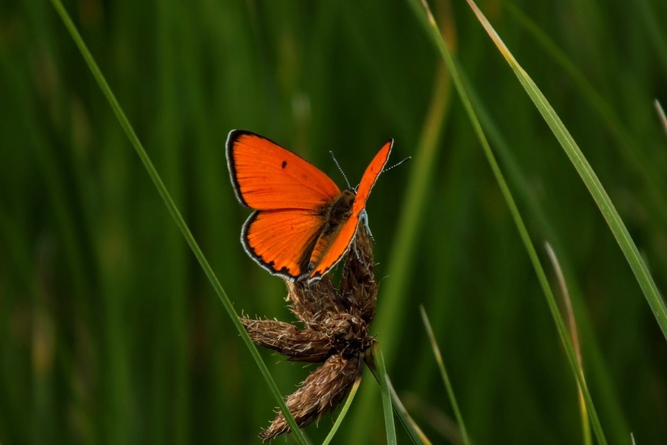 Lycaena dispar rutilus - nagy tűzlepke