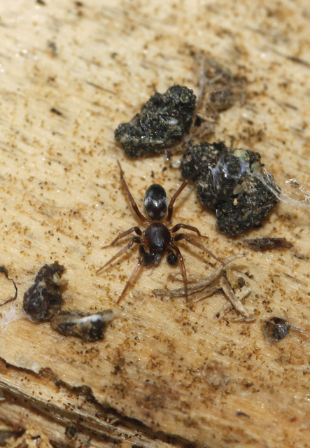 Phrurolithus