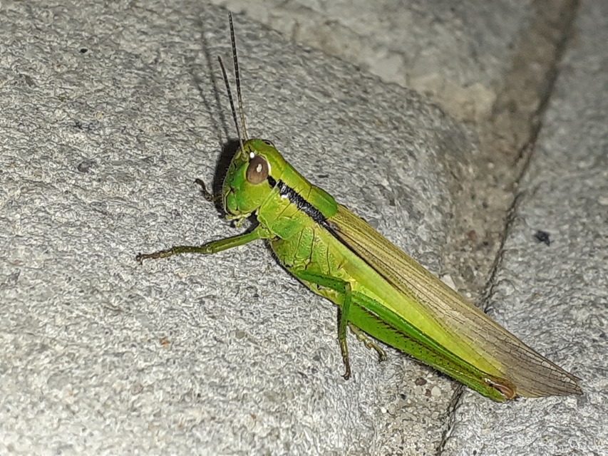 Mecostethus parapleurus - hagymazöld sáska