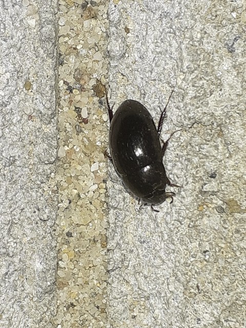 Limnoxenus niger - fekete csibor