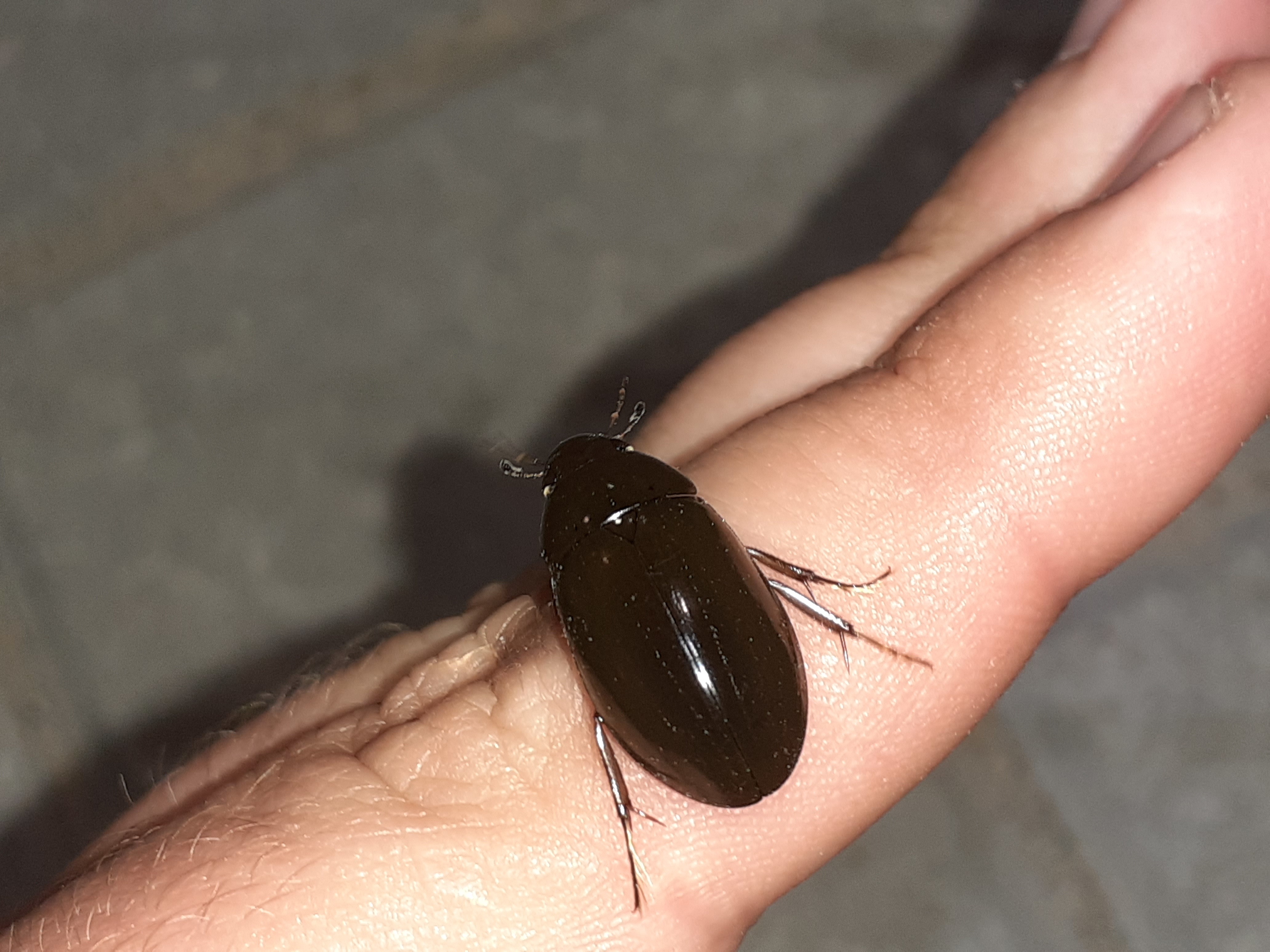 Hydrochara caraboides - kis csibor