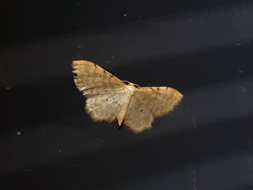 Idaea fuscovenosa - szürkeszélű apróaraszoló