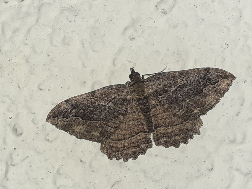 Philereme transversata - varjútövis-araszoló
