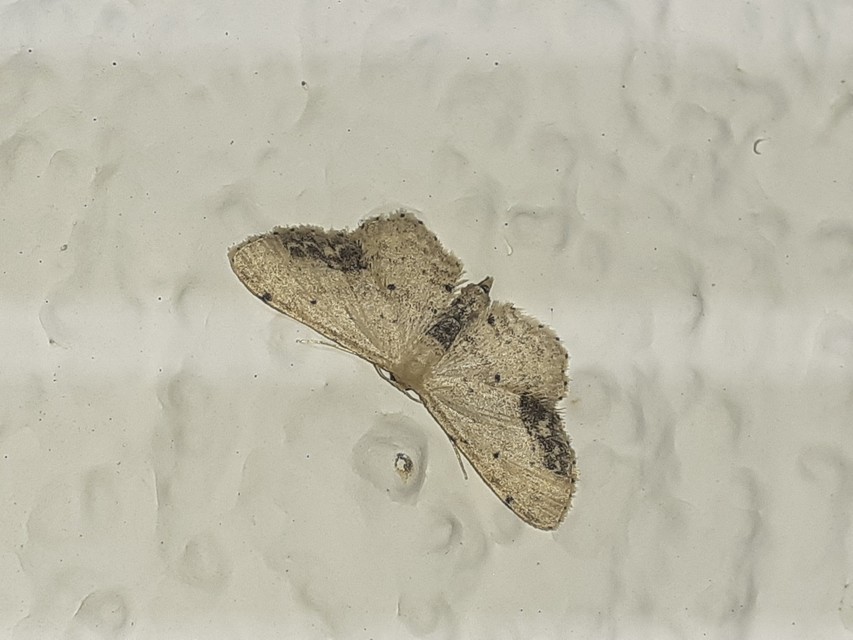 Idaea dimidiata - gyakori apróaraszoló