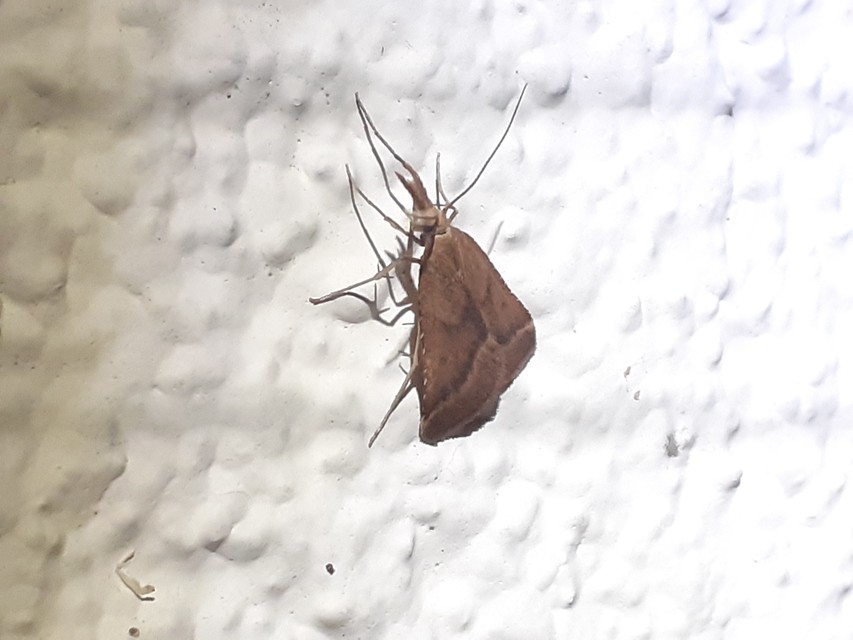 Synaphe punctalis - hosszúlábú fényilonca