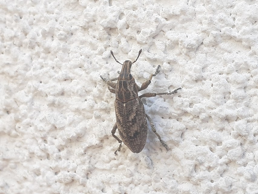 Cleonis pigra - közönséges bogáncsbarkó