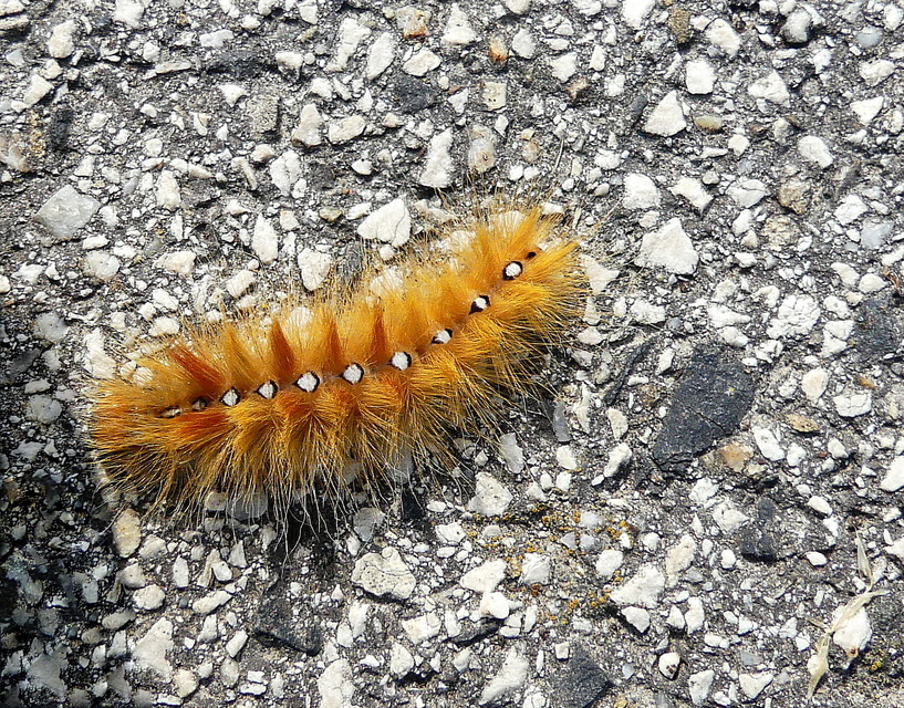 Acronicta aceris - vadgesztenye-szigonyosbagoly