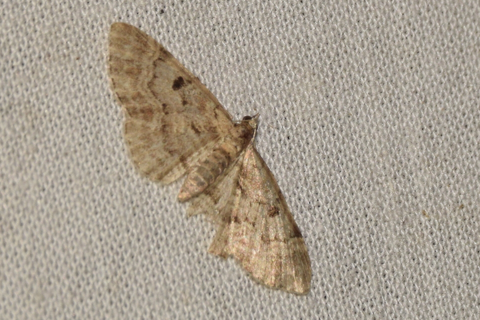 Eupithecia abietaria - nagyfoltú törpearaszoló