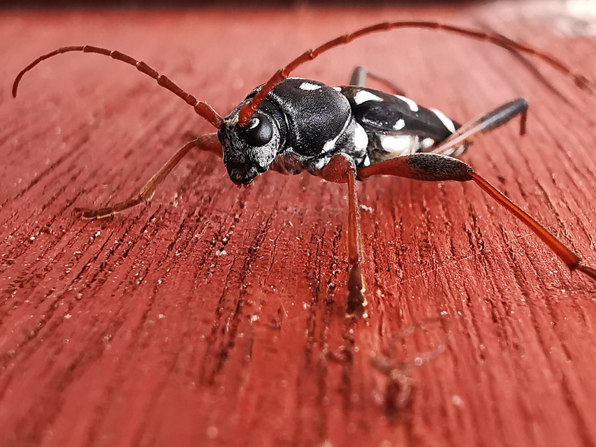 Isotomus speciosus - nyírfa-darázscincér