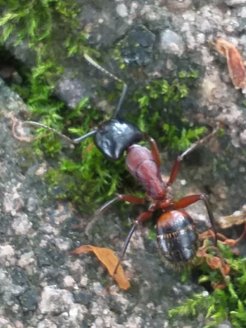 Camponotus ligniperda - faodvasító lóhangya