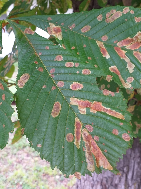 Cameraria ohridella - vadgesztenye-sátorosmoly