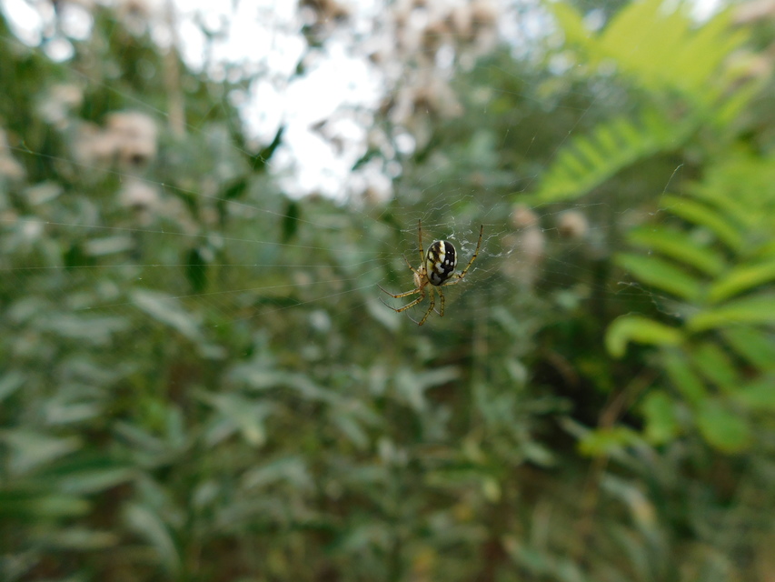 Mangora acalypha - réti keresztespók