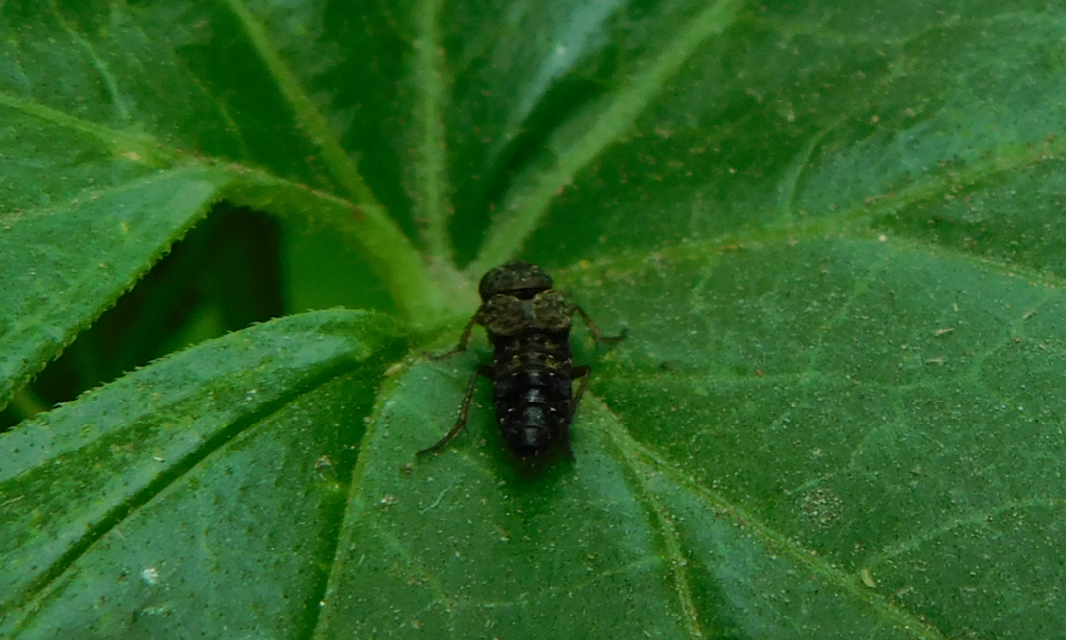 Ontholestes haroldi - sárgatérdű holyva