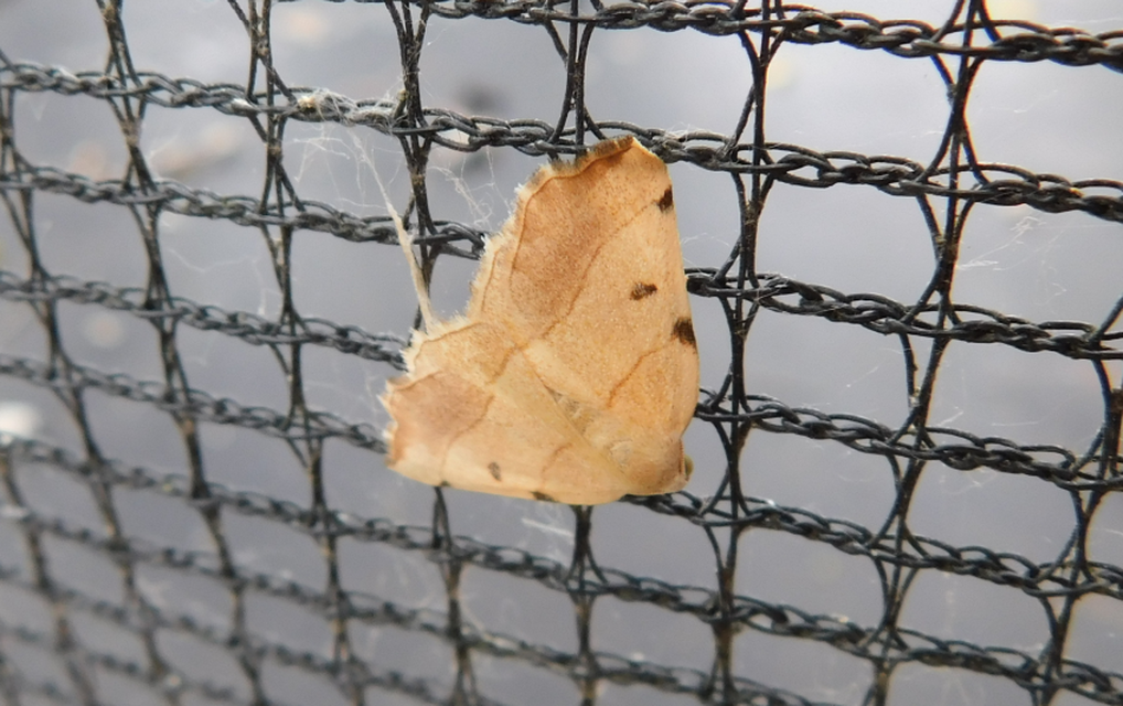 Eilicrinia trinotata - háromjegyű araszoló