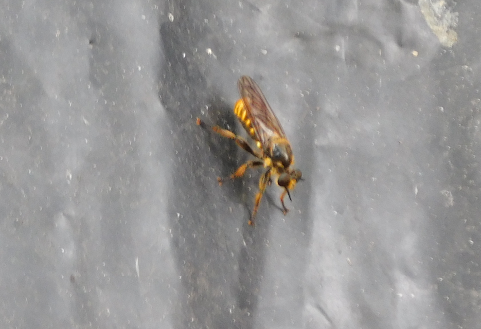 Choerades fimbriata/fulva