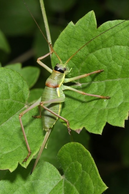 Ephippiger ephippiger - nyergesszöcske