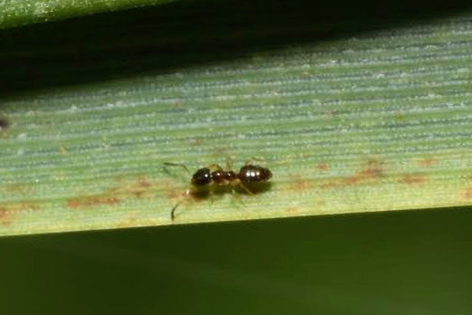 Plagiolepis