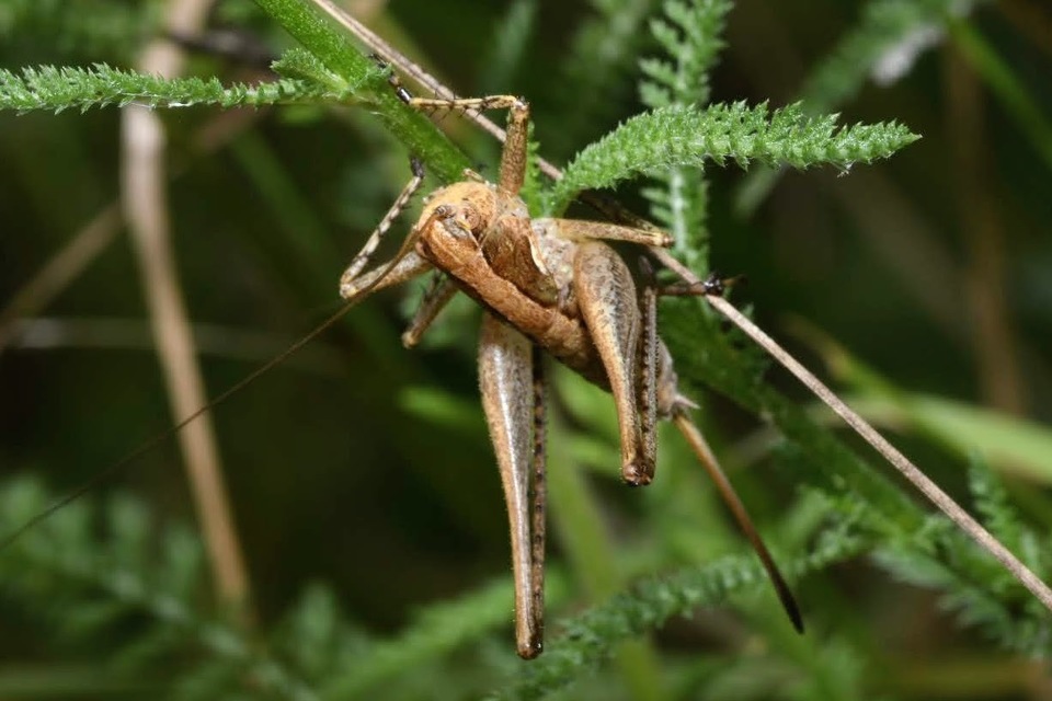 Rhacocleis germanica - német szöcske