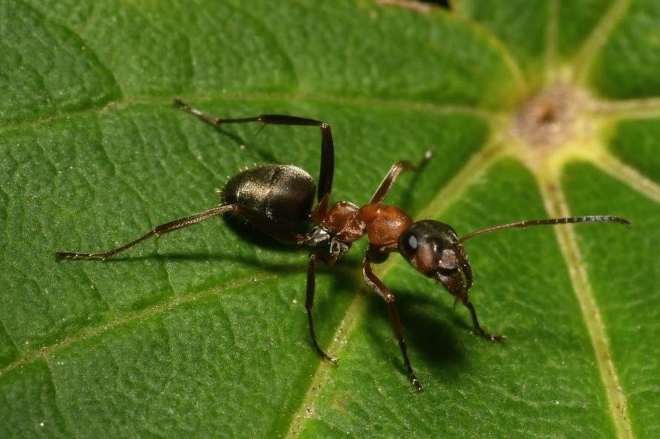 Formica sanguinea - vérvörös rablóhangya