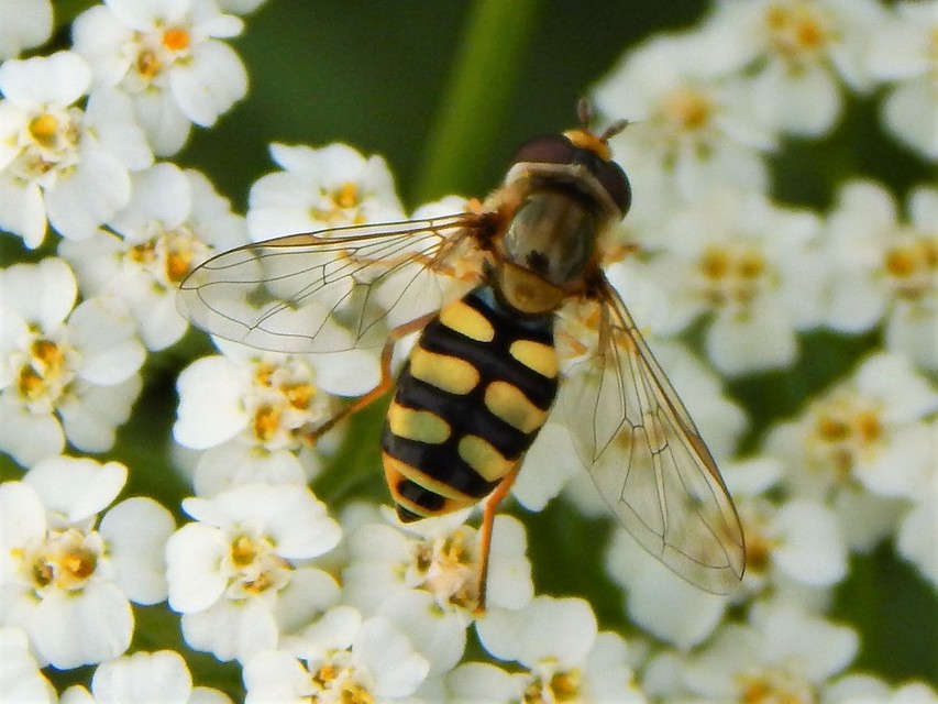 Eupeodes