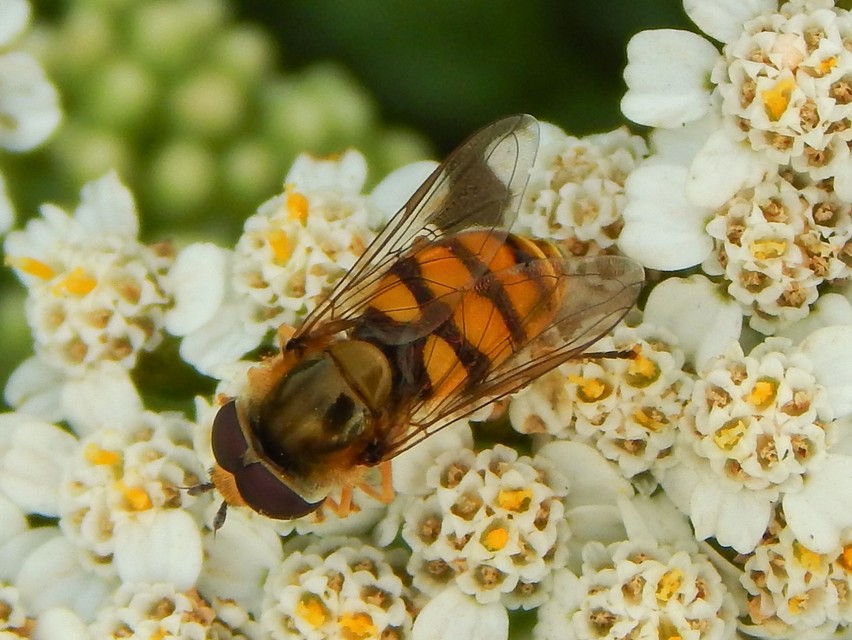 Eupeodes latifasciatus - szélessávú mezeilégy