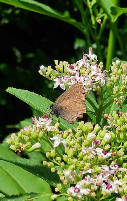 Satyrium ilicis - tölgyfa-csücsköslepke