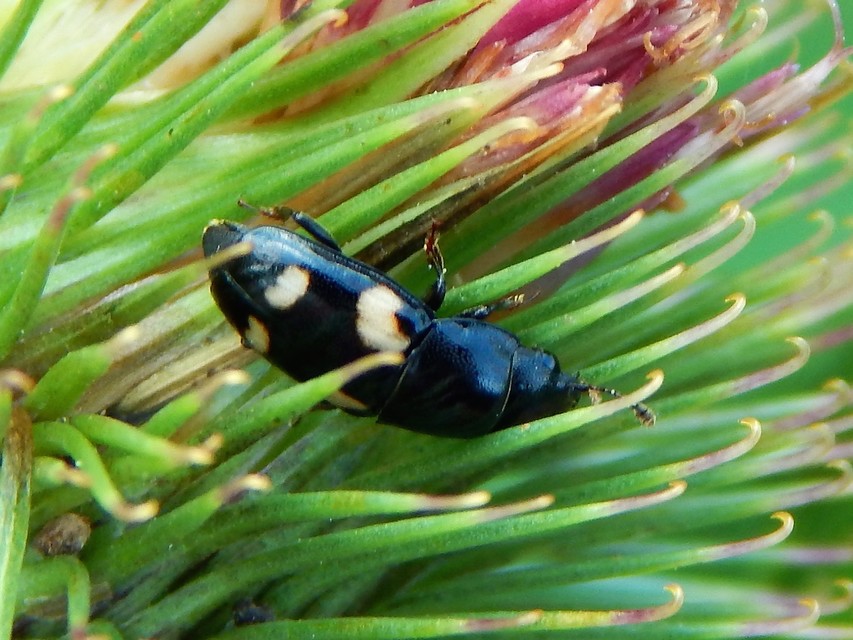 Glischrochilus quadrisignatus - amerikai fénybogár Glischrochilus quadrisignatus - amerikai fénybogár