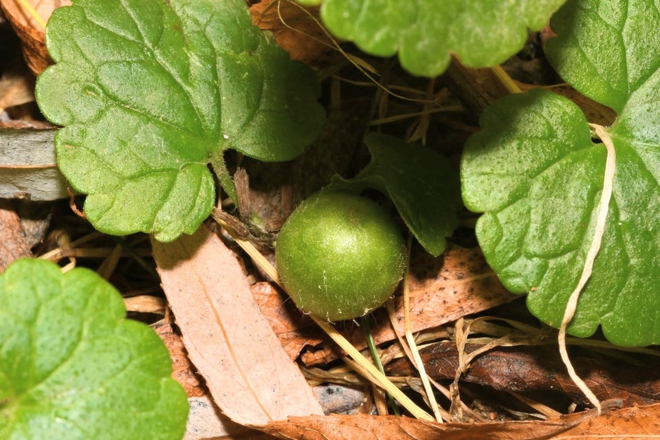 Liposthenes glechomae