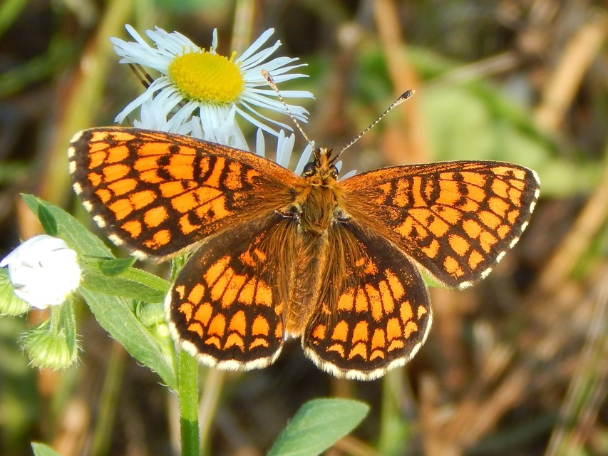 Melitaea athalia - közönséges tarkalepke