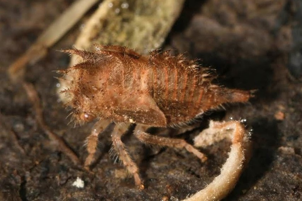 Stictocephala bisonia - bivalykabóca