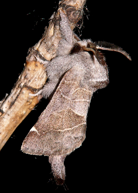 Clostera pigra - apró levélszövő