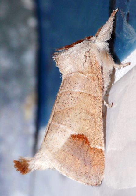 Clostera curtula - rövidszárnyú levélszövő