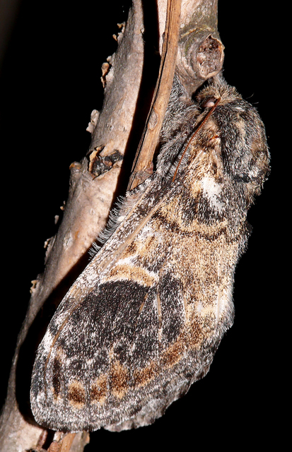 Notodonta tritophus - tarajos púposszövő