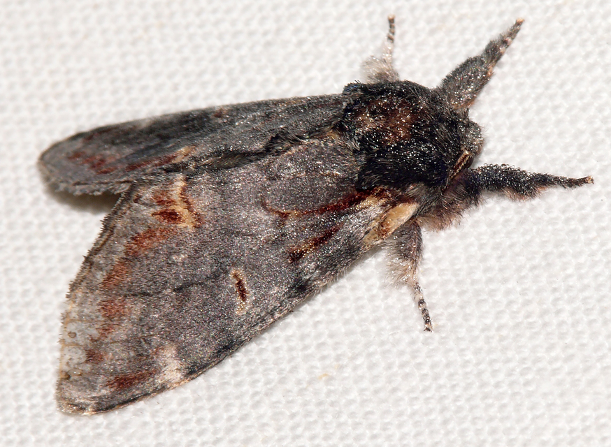 Notodonta dromedarius - tevehátú púposszövő