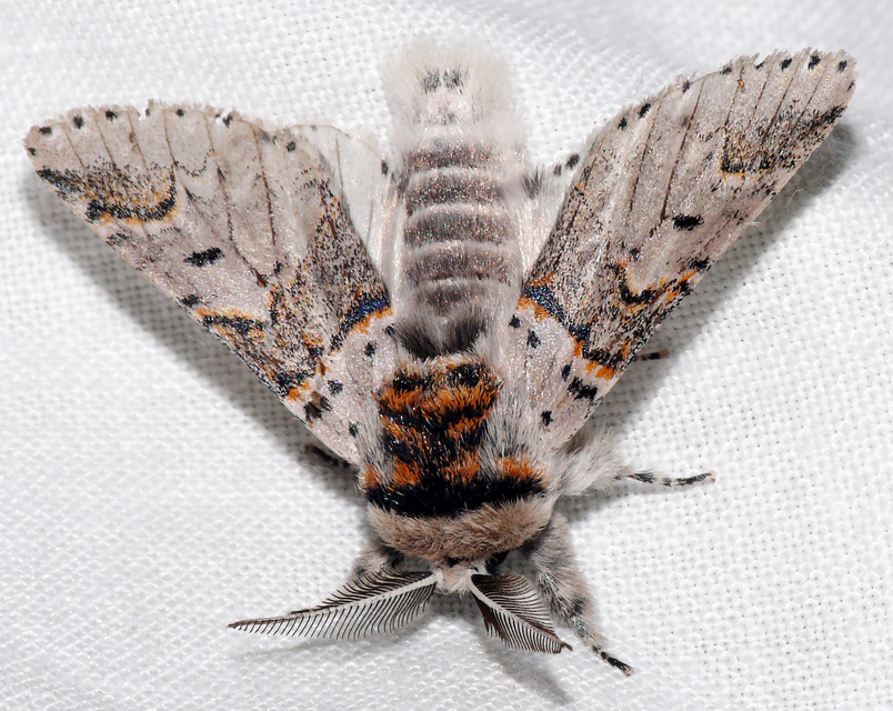 Furcula furcula - szürke púposszövő