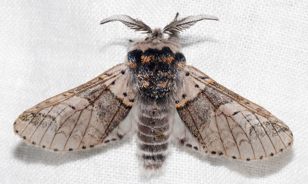 Furcula furcula - szürke púposszövő