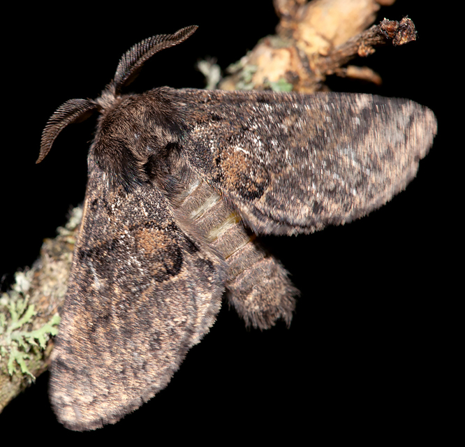Gluphisia crenata - kormos púposszövő