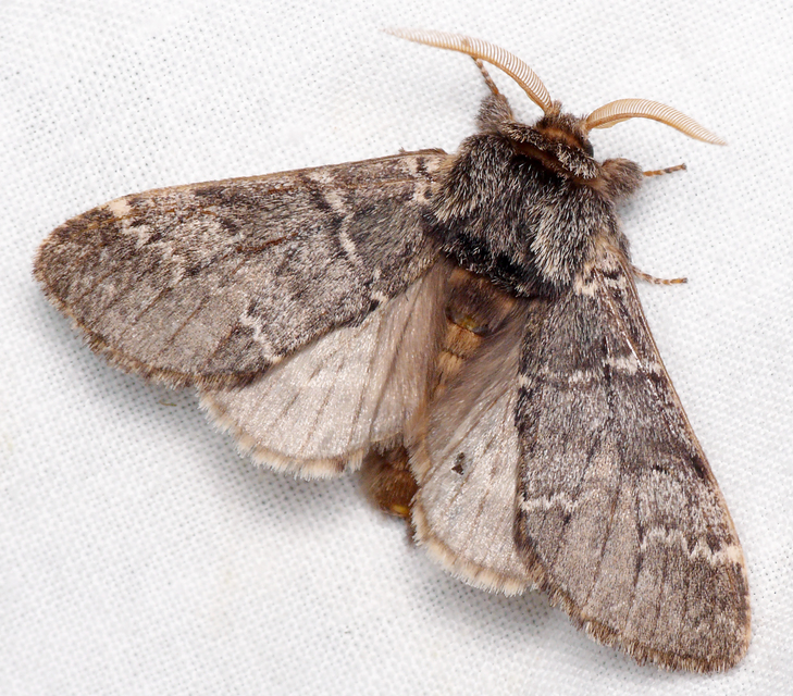 Drymonia ruficornis - cserfa-púposszövő