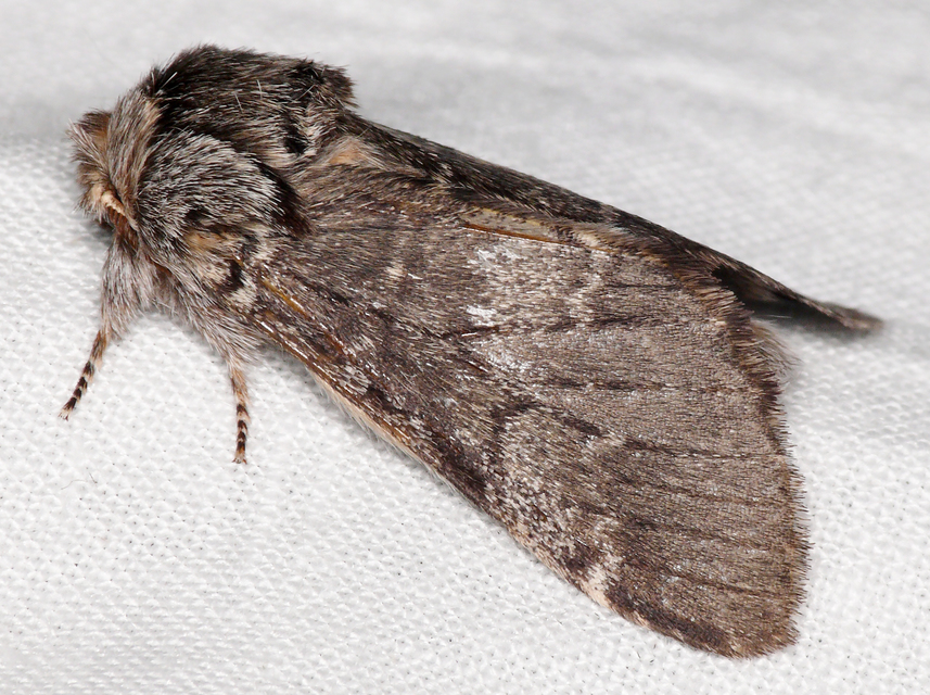 Drymonia ruficornis - cserfa-púposszövő