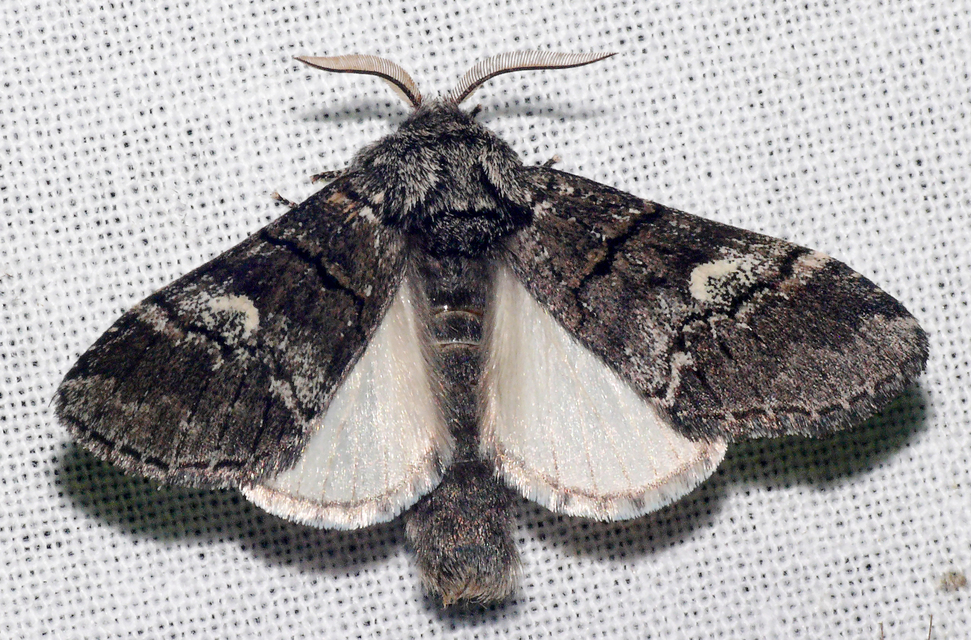 Drymonia querna - tölgyfa-púposszövő
