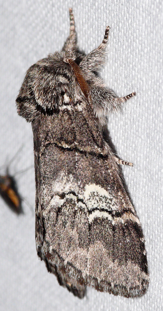 Drymonia querna - tölgyfa-púposszövő