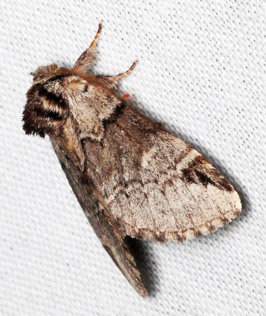 Drymonia obliterata - feketefoltos púposszövő