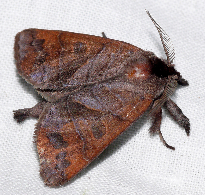 Clostera anastomosis - barna levélszövő