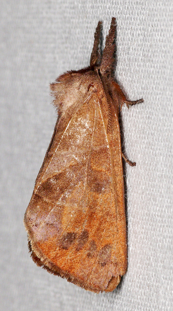 Clostera anastomosis - barna levélszövő