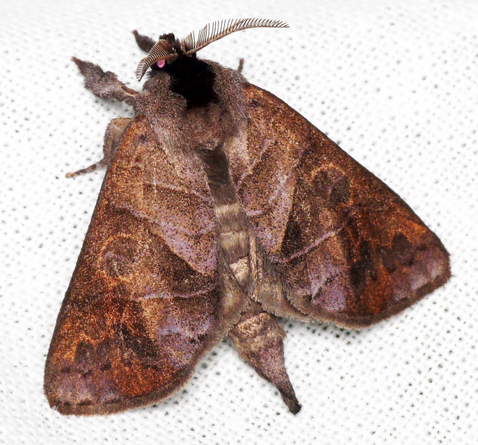 Clostera anastomosis - barna levélszövő