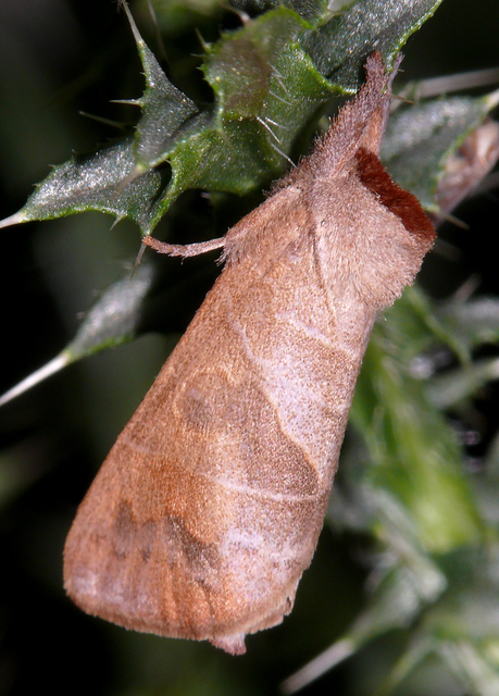 Clostera anastomosis - barna levélszövő