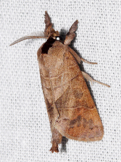 Clostera anastomosis - barna levélszövő