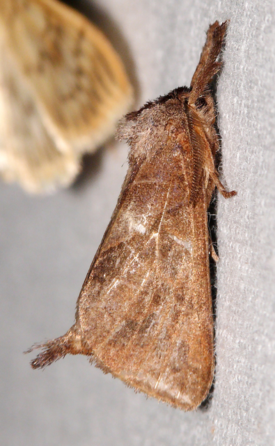Clostera anastomosis - barna levélszövő