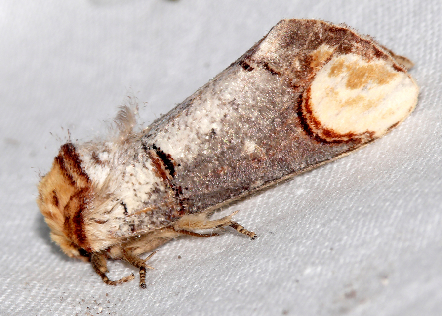 Phalera bucephala - sárgafoltos púposszövő