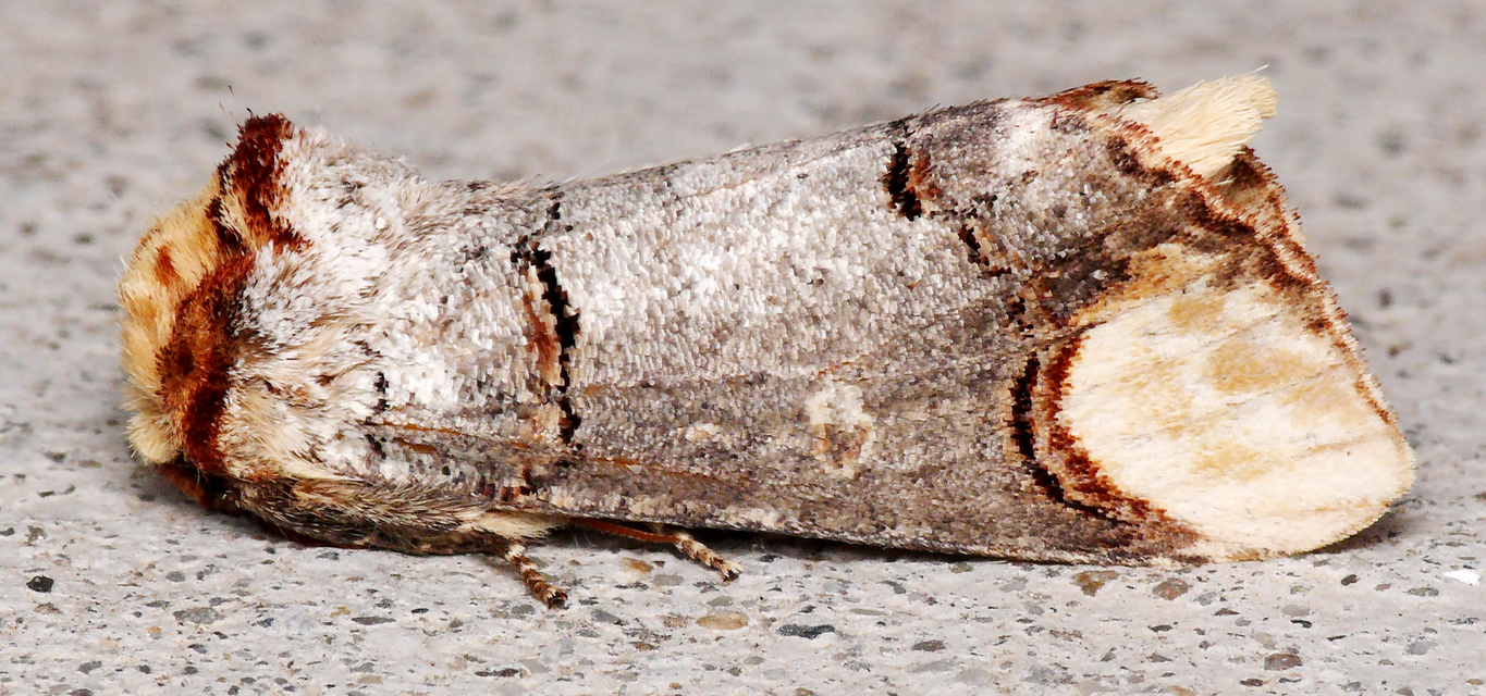 Phalera bucephala - sárgafoltos púposszövő